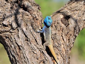 ©Bushwillow Lodge, Südafrika; Kalahari – Afrika Spezial Safaris, Dresden