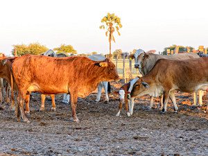 ©Dornhügel Farm, Namibia; Kalahari – Afrika Spezial Safaris, Dresden