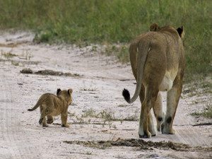 © Imvelo Safari Lodges; Kalahari – Afrika Spezial Safaris, Dresden